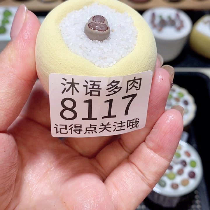 無***•带盆土植物 精美盆栽8117