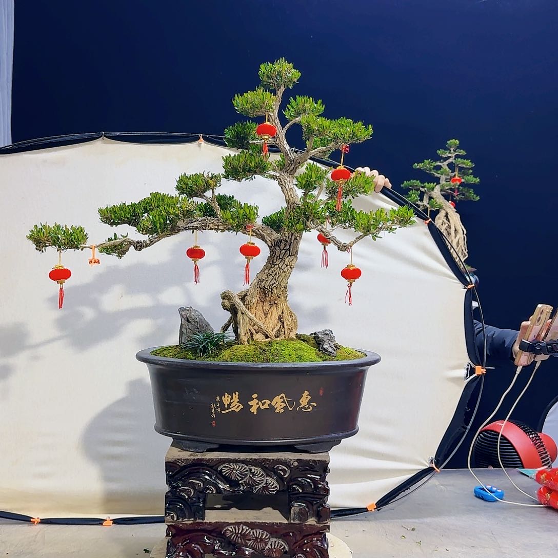 高端黄杨盆景艺术
