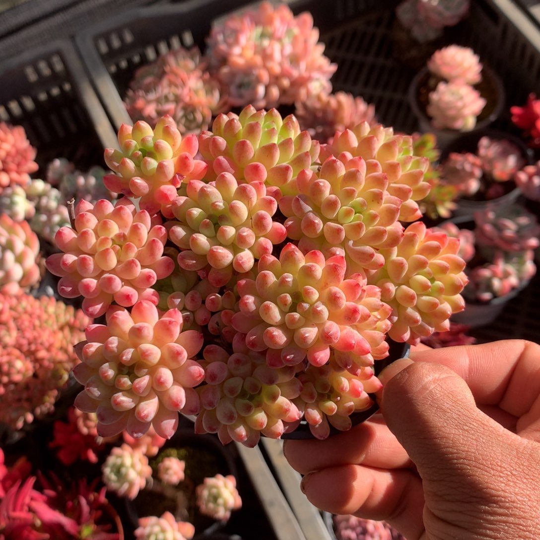 毛****清乾隆皇帝赐匾及