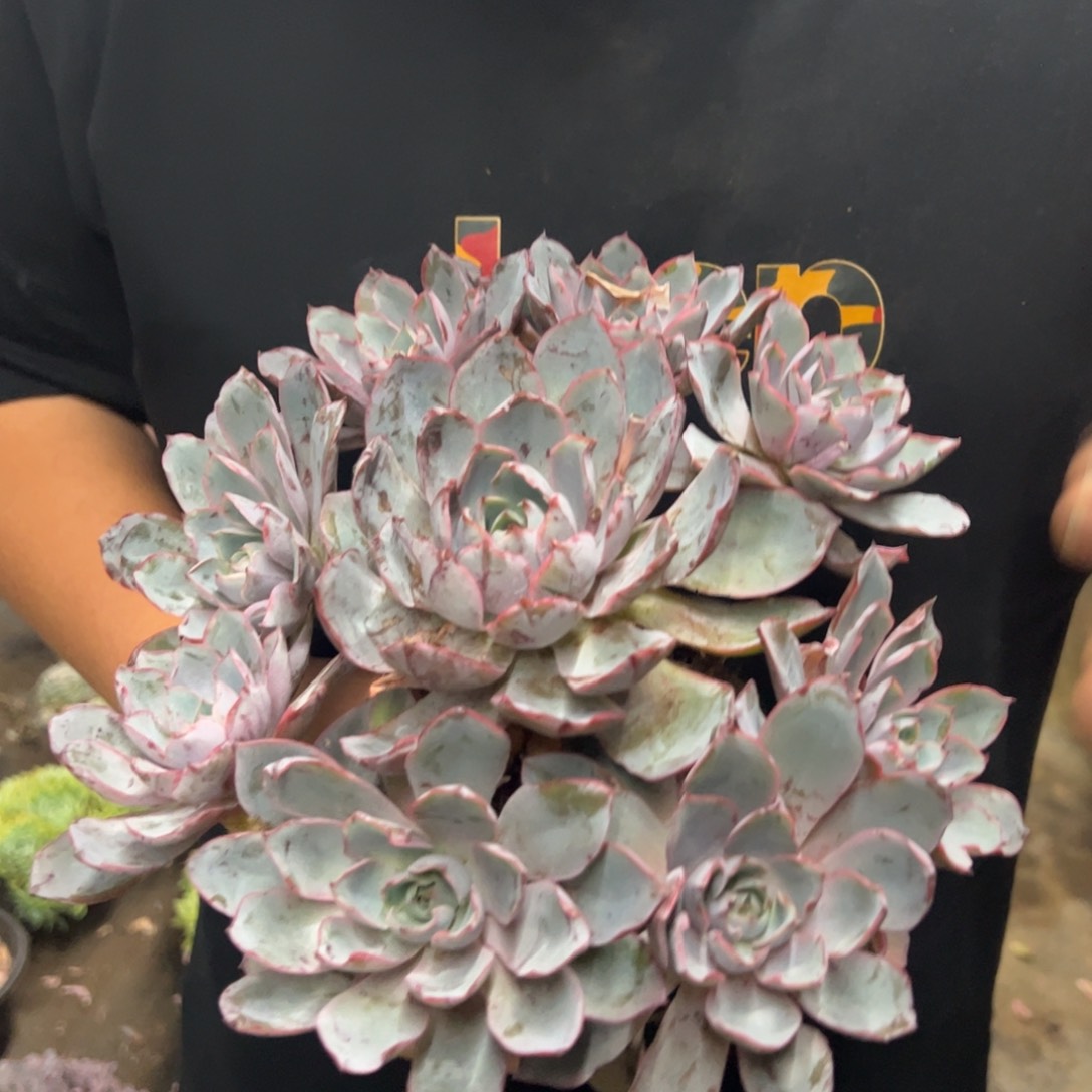 赫拉多头群生手捧无砍