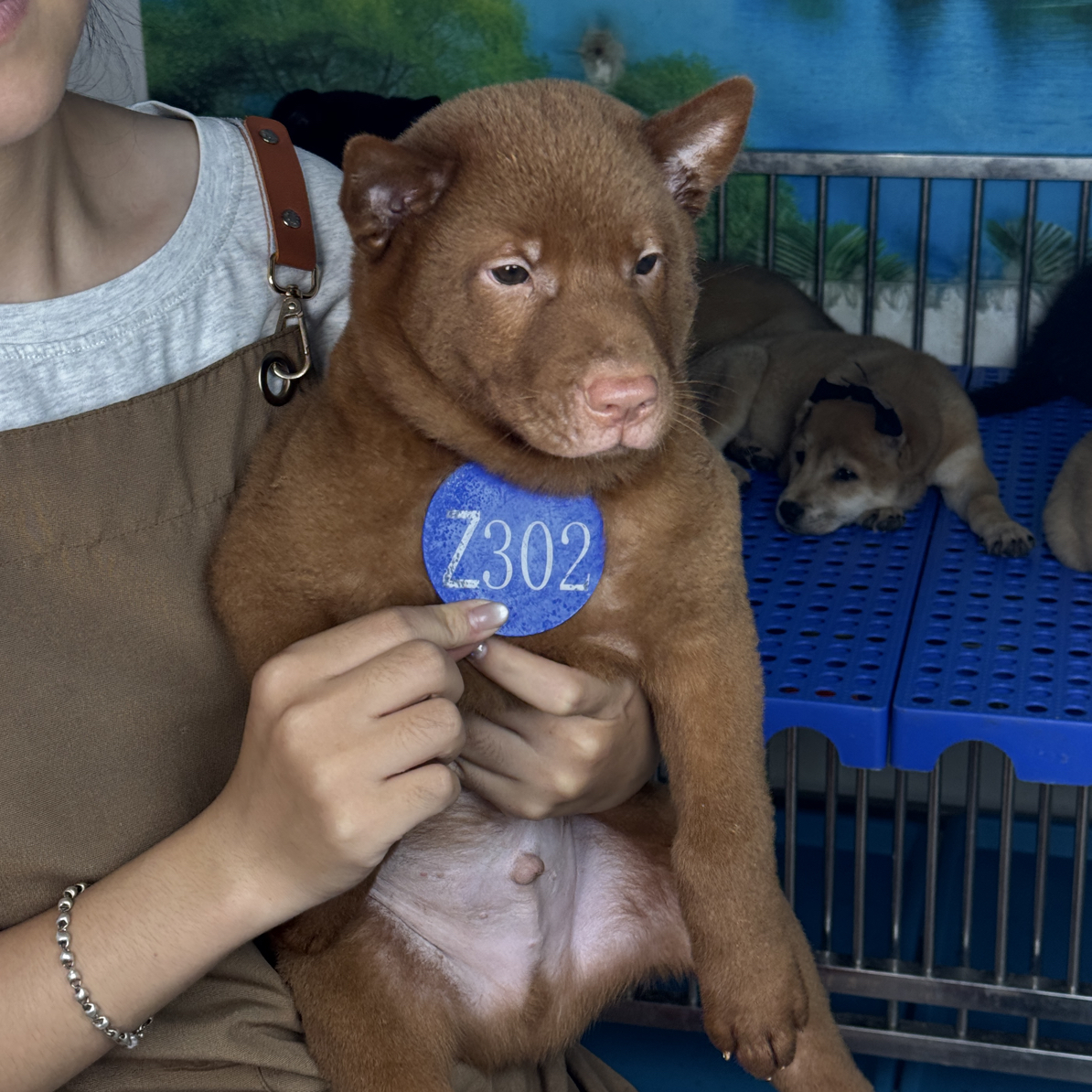 中华田园犬五红犬幼犬活