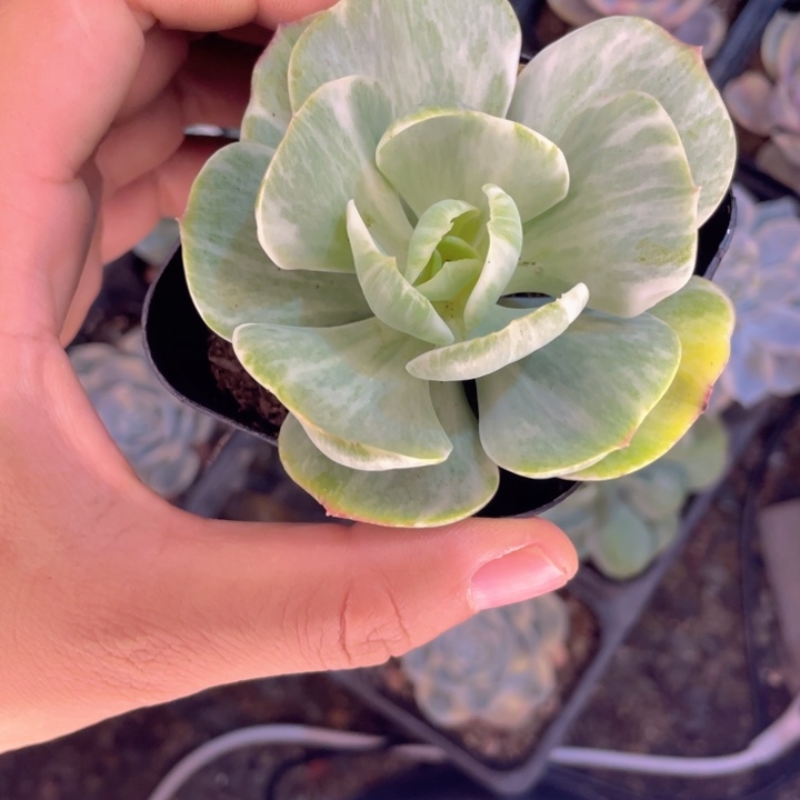 碧桃锦随机发满18包邮
