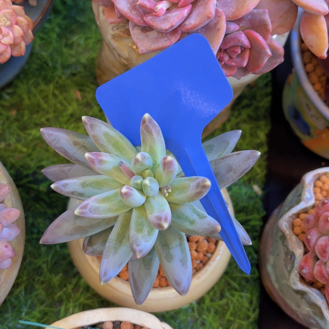 星*空我的小可爱们都好可爱