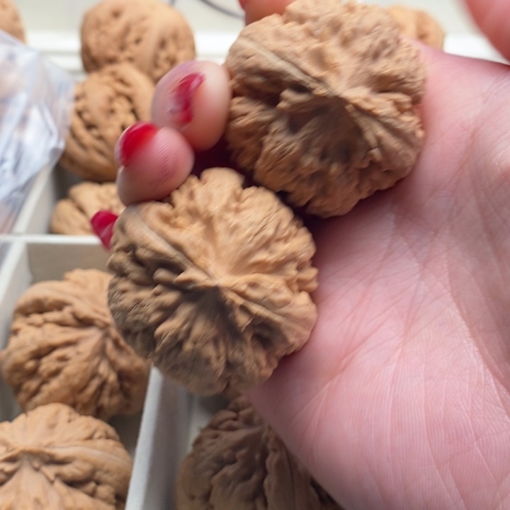 江***人霸王龙全品无修一刀没动