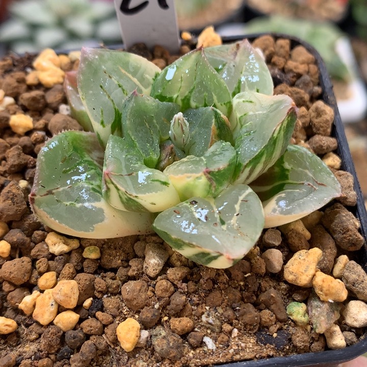 莫迪克寿锦带盆土发货