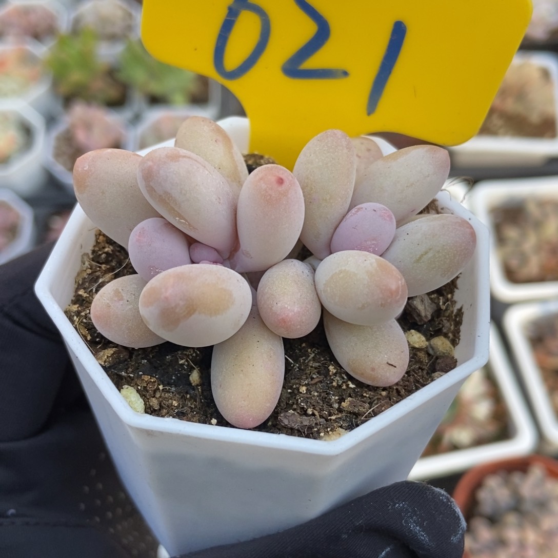 621彩虹奶多肉植物保护