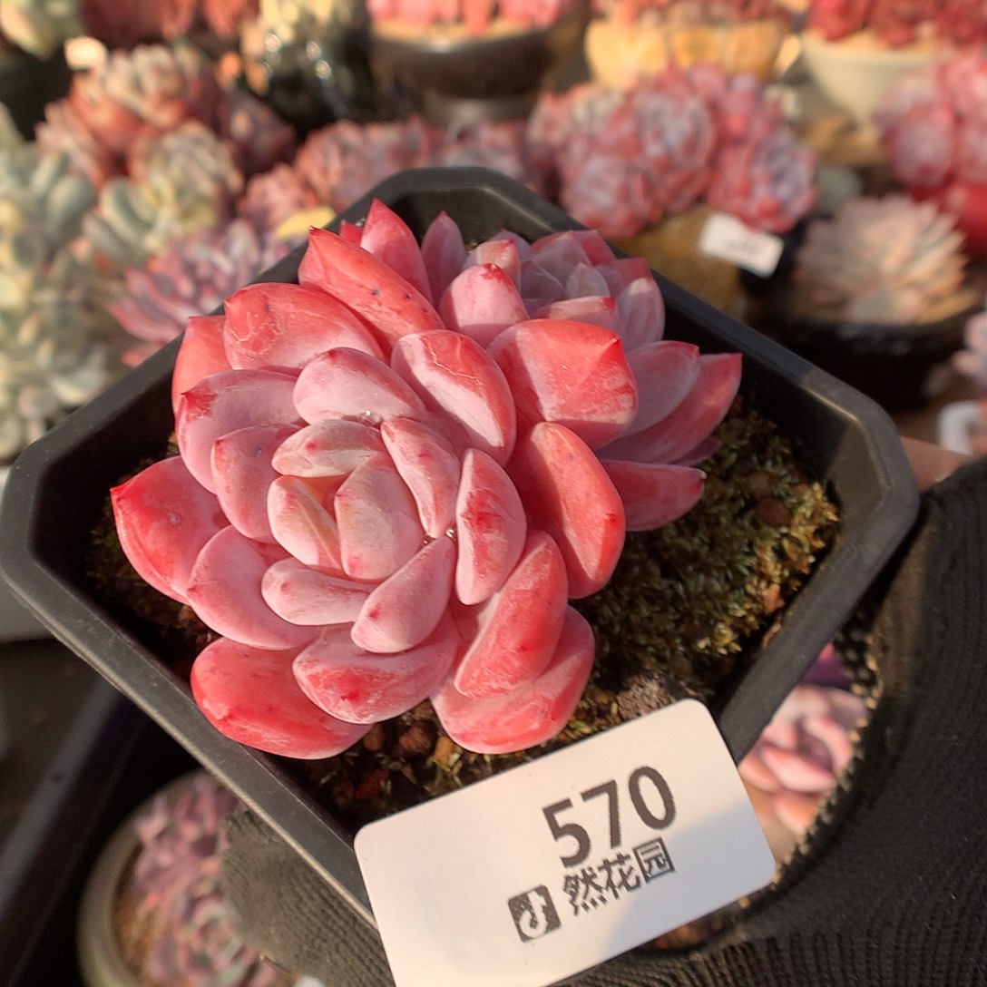 570玫瑰梦露多肉植物666