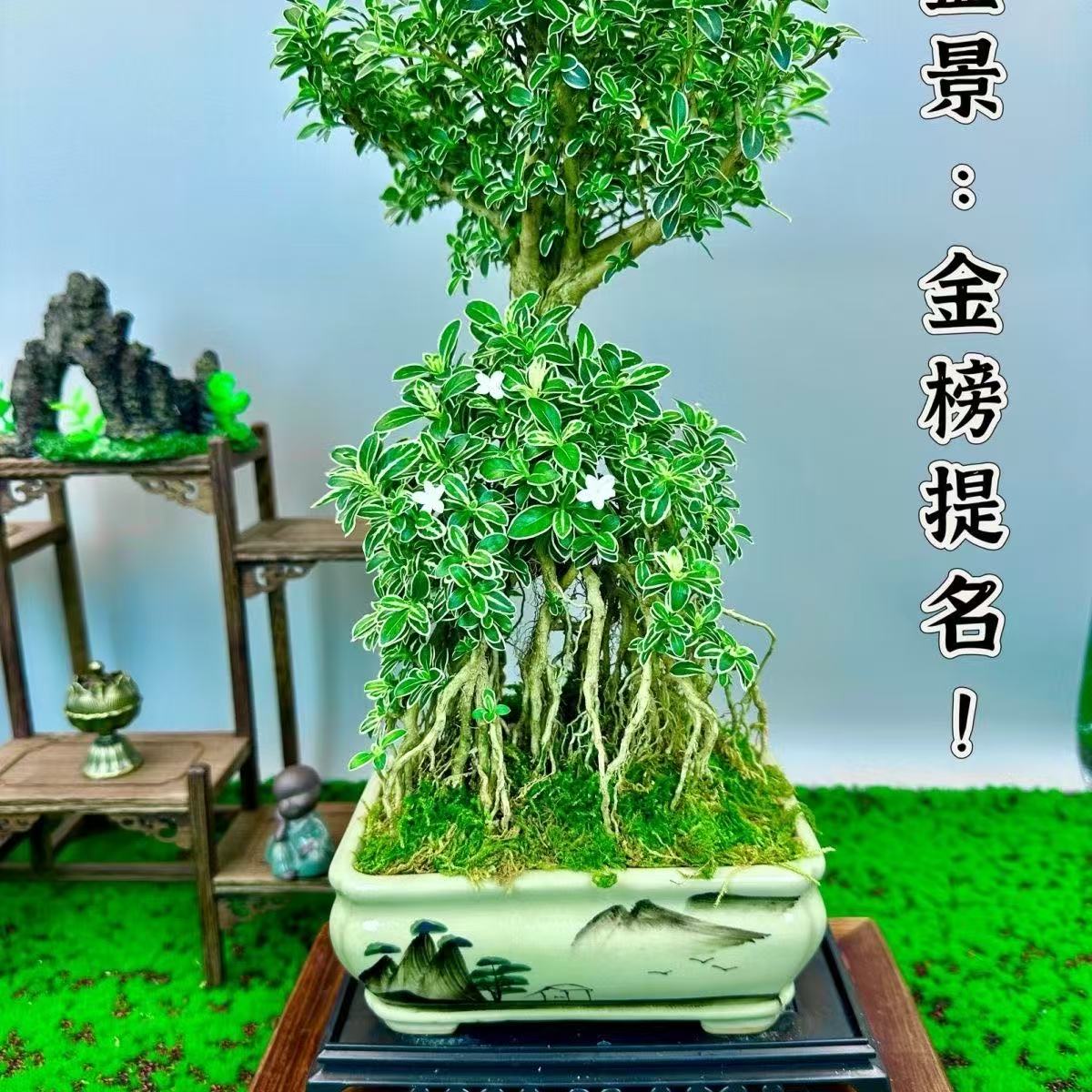 金边提根六月雪盆景造型美观室内外好养四季绿植摆件