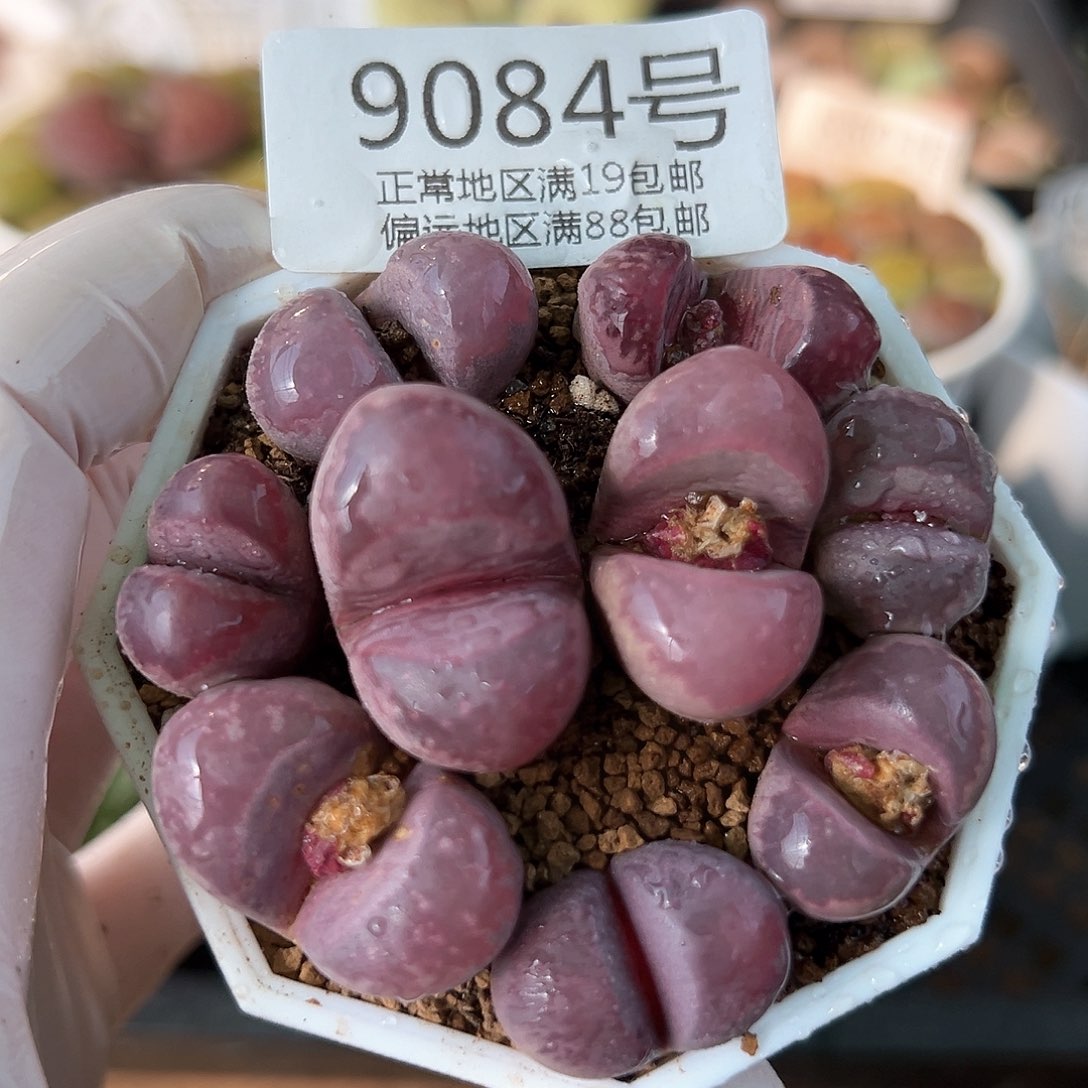 好养易活生石花大母本9084
