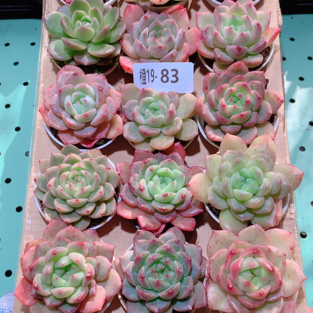 19-83一物一拍多肉带盆18颗