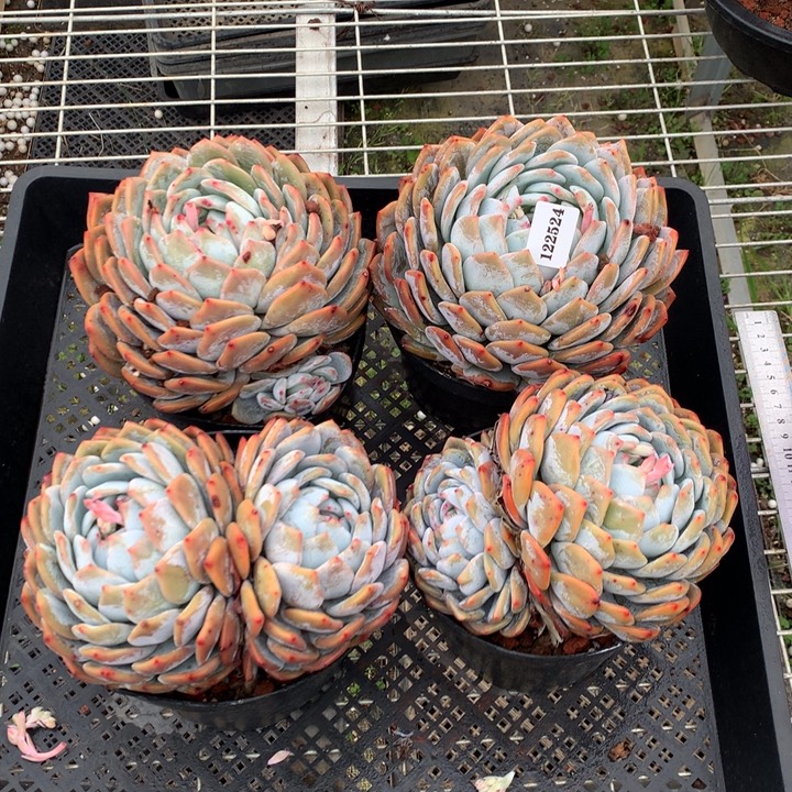 122524四个嗯嗯嗯嗯嗯嗯嗯好喜欢