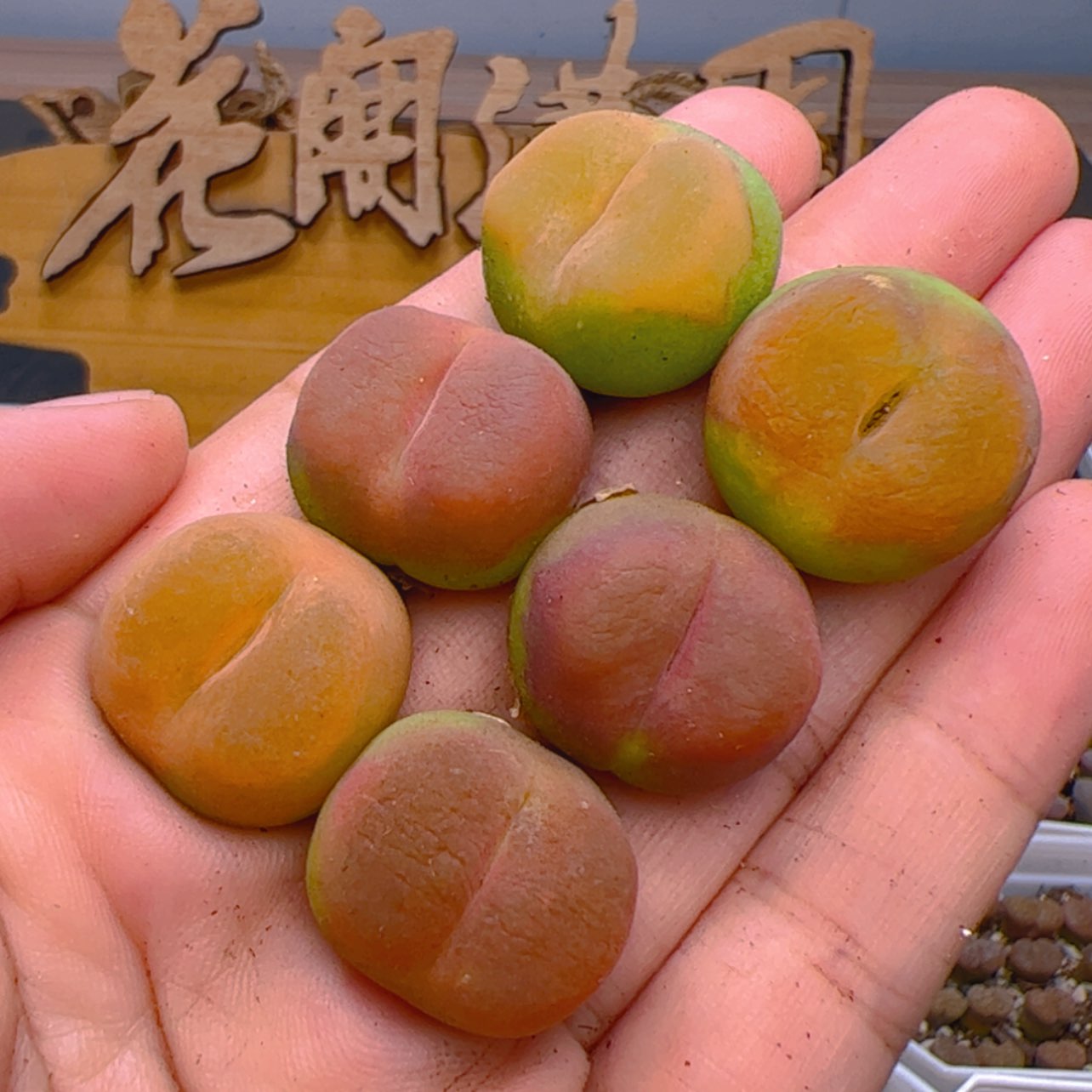 【闪购商品】000000005