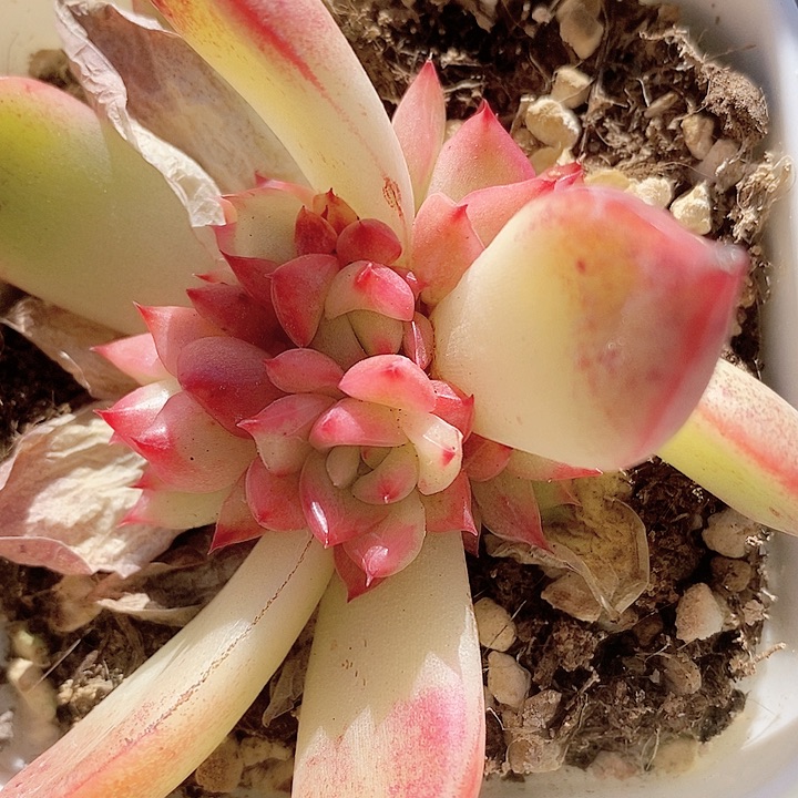 佛罗瑞安娜一物一拍，