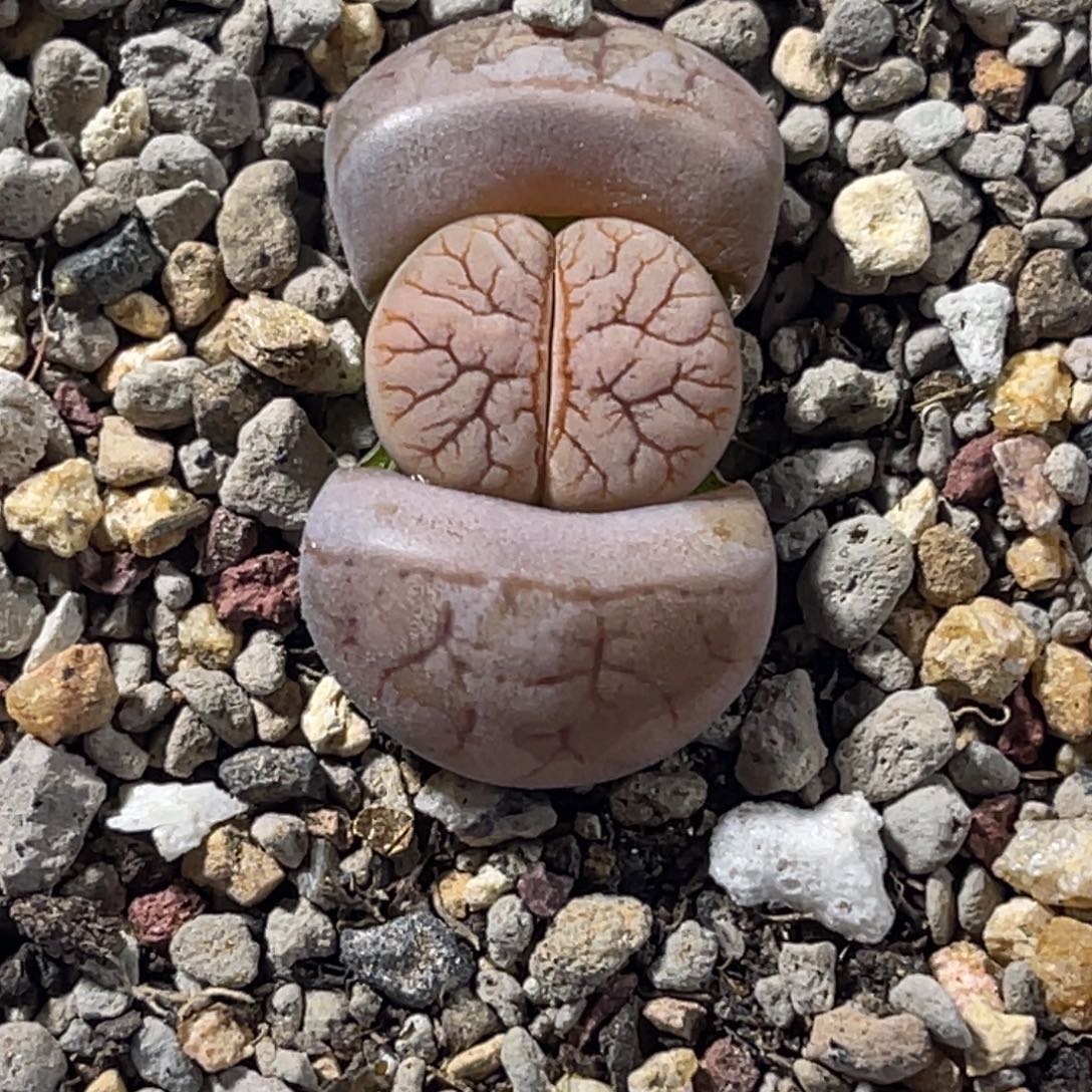7167闪电纹荒玉。 