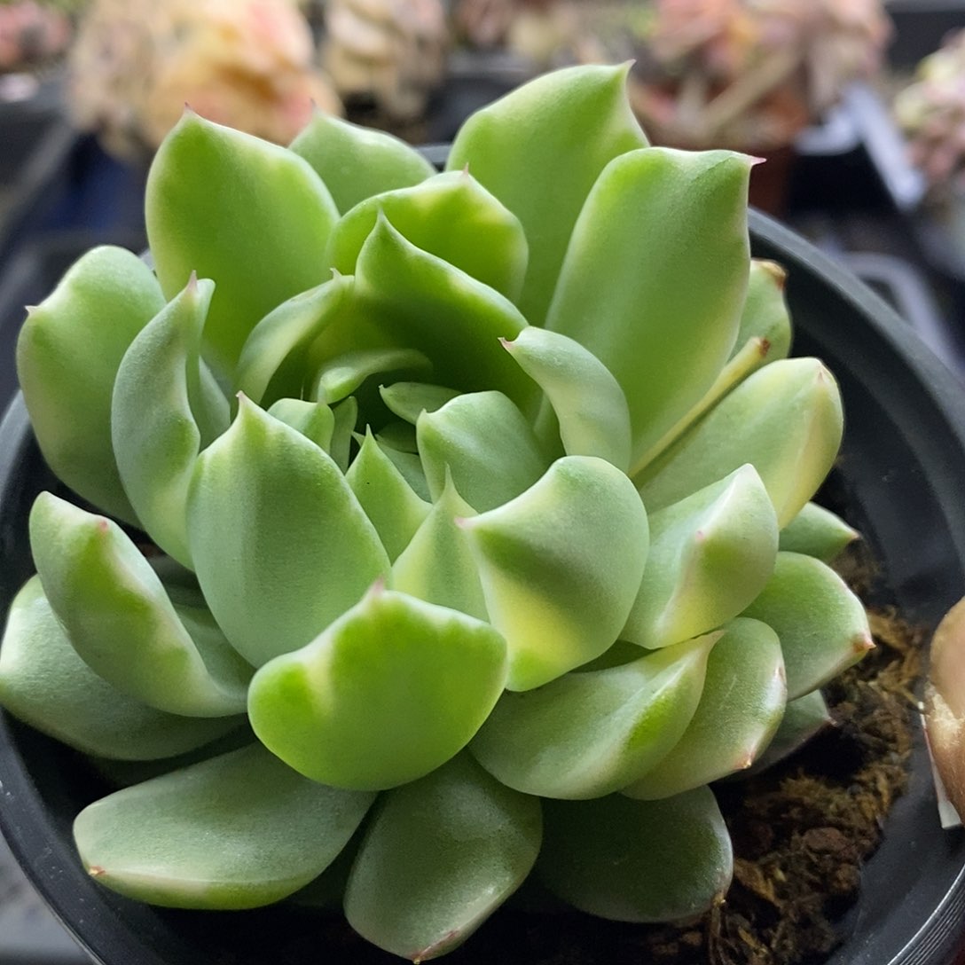 07215女王玛丽亚锦多肉