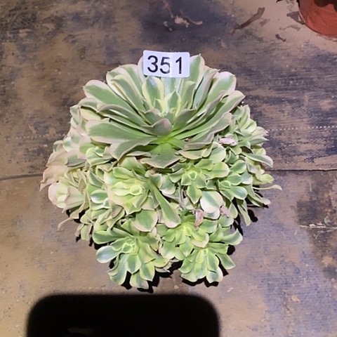 多肉植物法师351绿豆沙