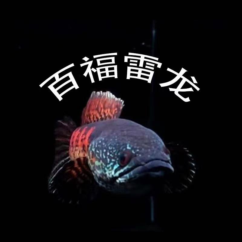 【拍】一雷龙鱼一出价专用一物一拍