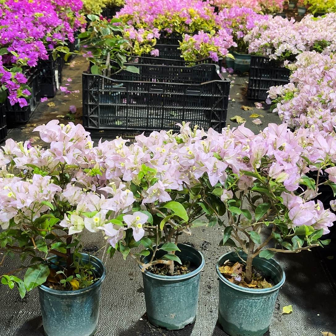 大部分花苞少量开放苹果花掌中宝一颗