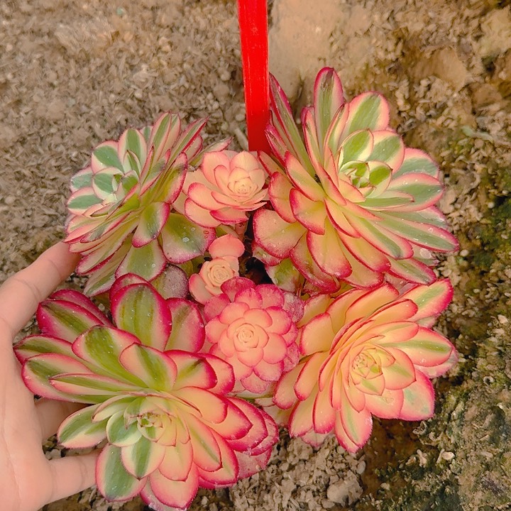 5-44倾城多肉法师