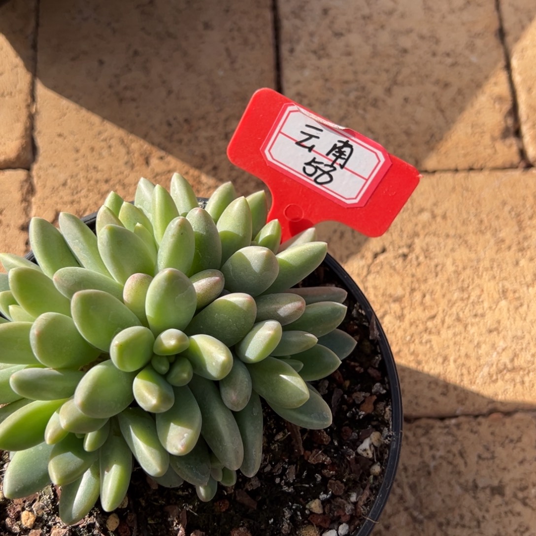 珈***店云南58。             