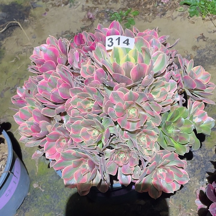 林*多肉植物断枝不包314女妖