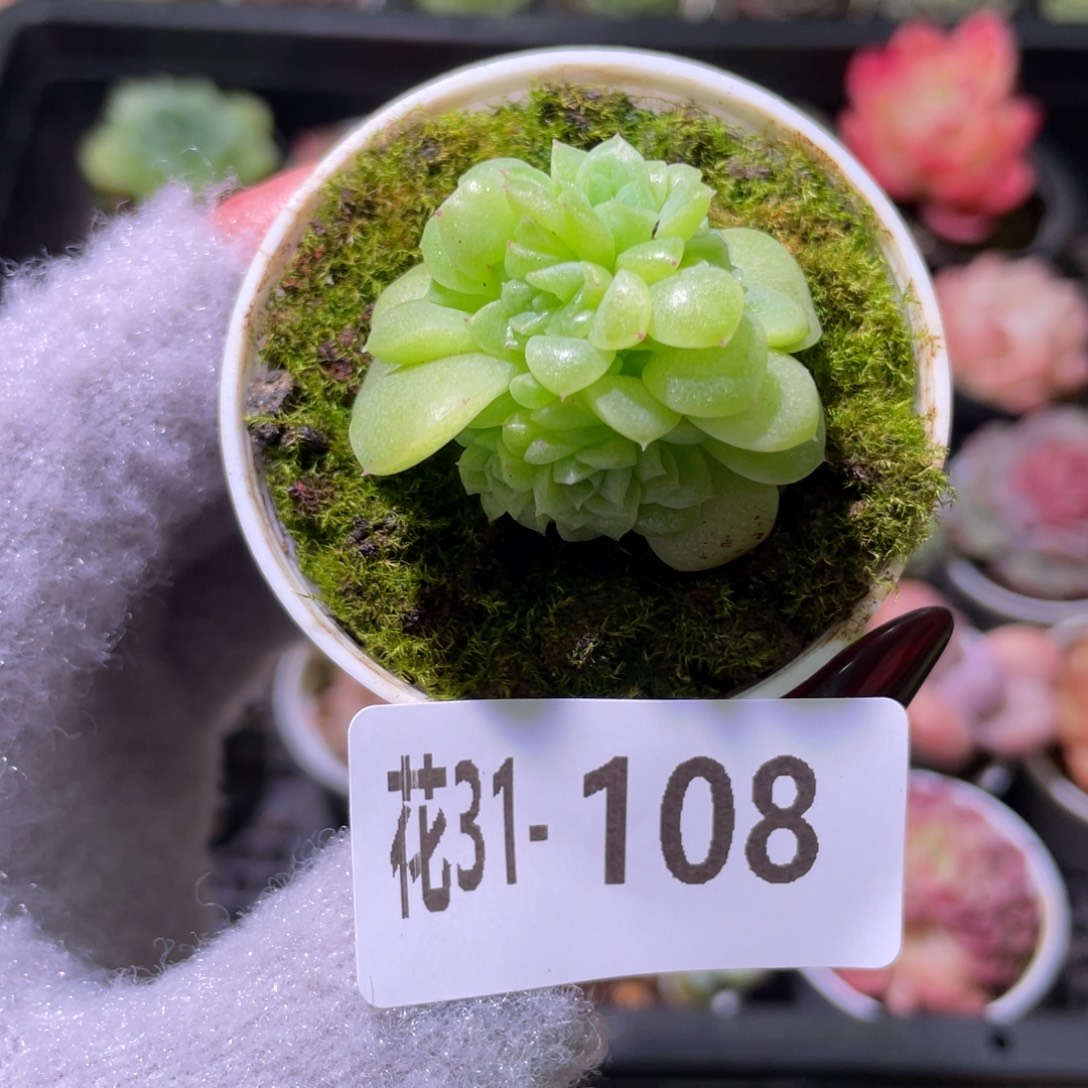 花利美31-108麦秆群