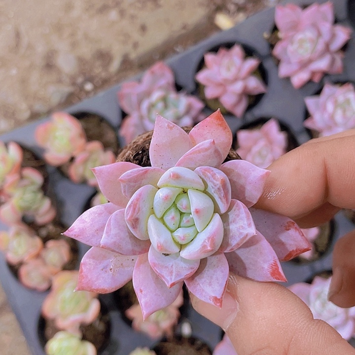 粉蓝鸟【满10颗包邮】