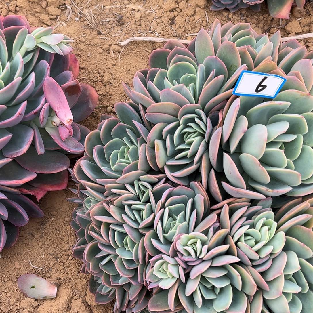 小***尼6号绮罗缀锦一物一拍