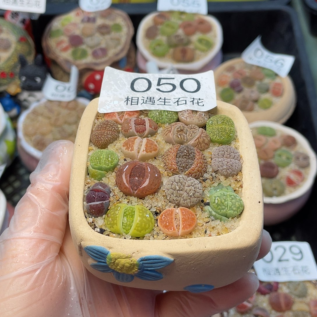 相遇生石花链接050
