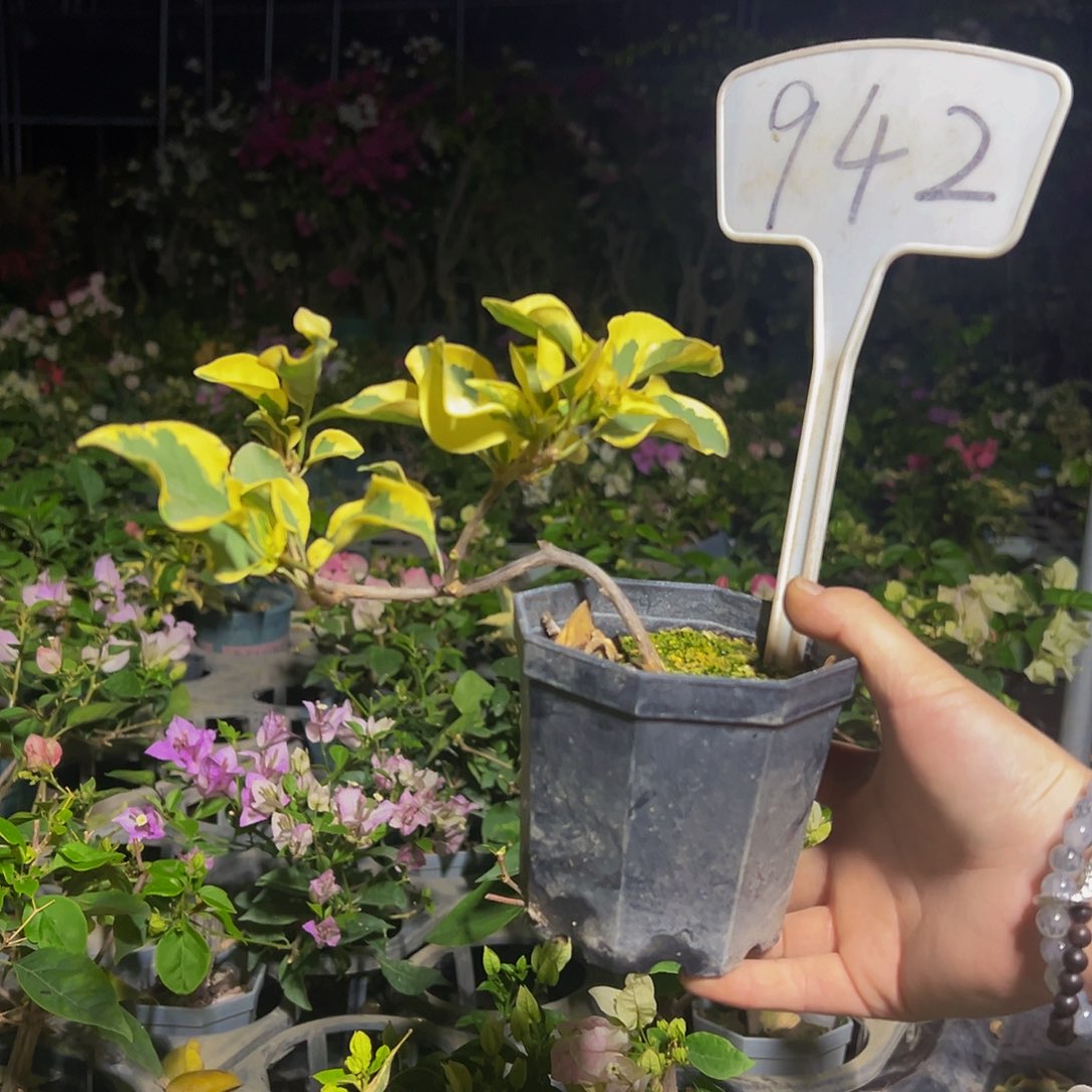 当前无花栽培后可以开花造型 盲盒 942大宝