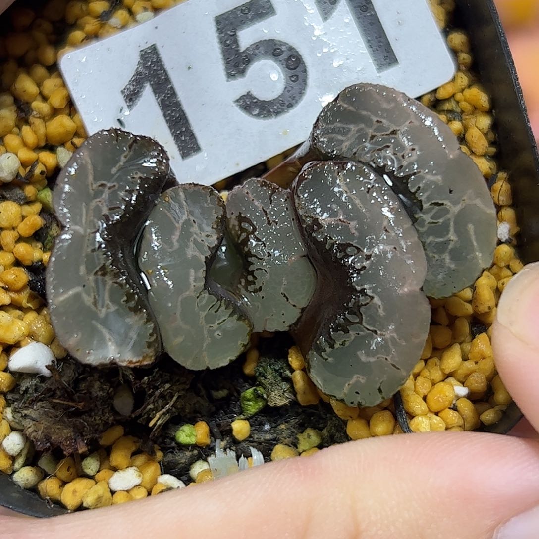 浮藻玉扇十二卷多肉植物