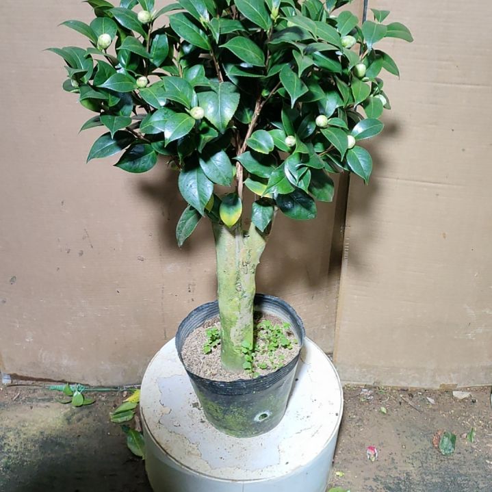 700十八学士，原盆原土发货，不包邮