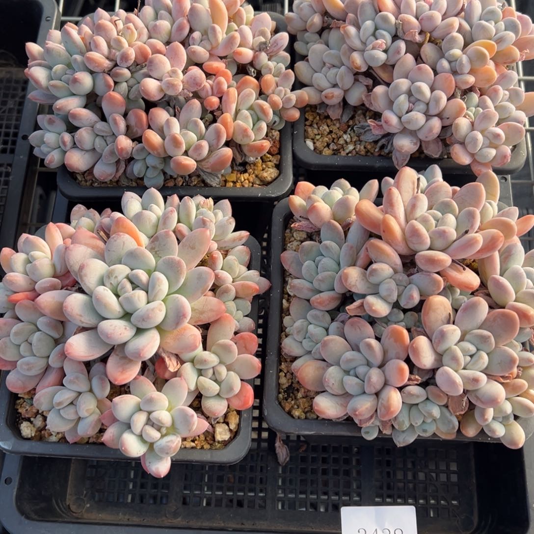 3438量肉肉肉肉肉肉肉