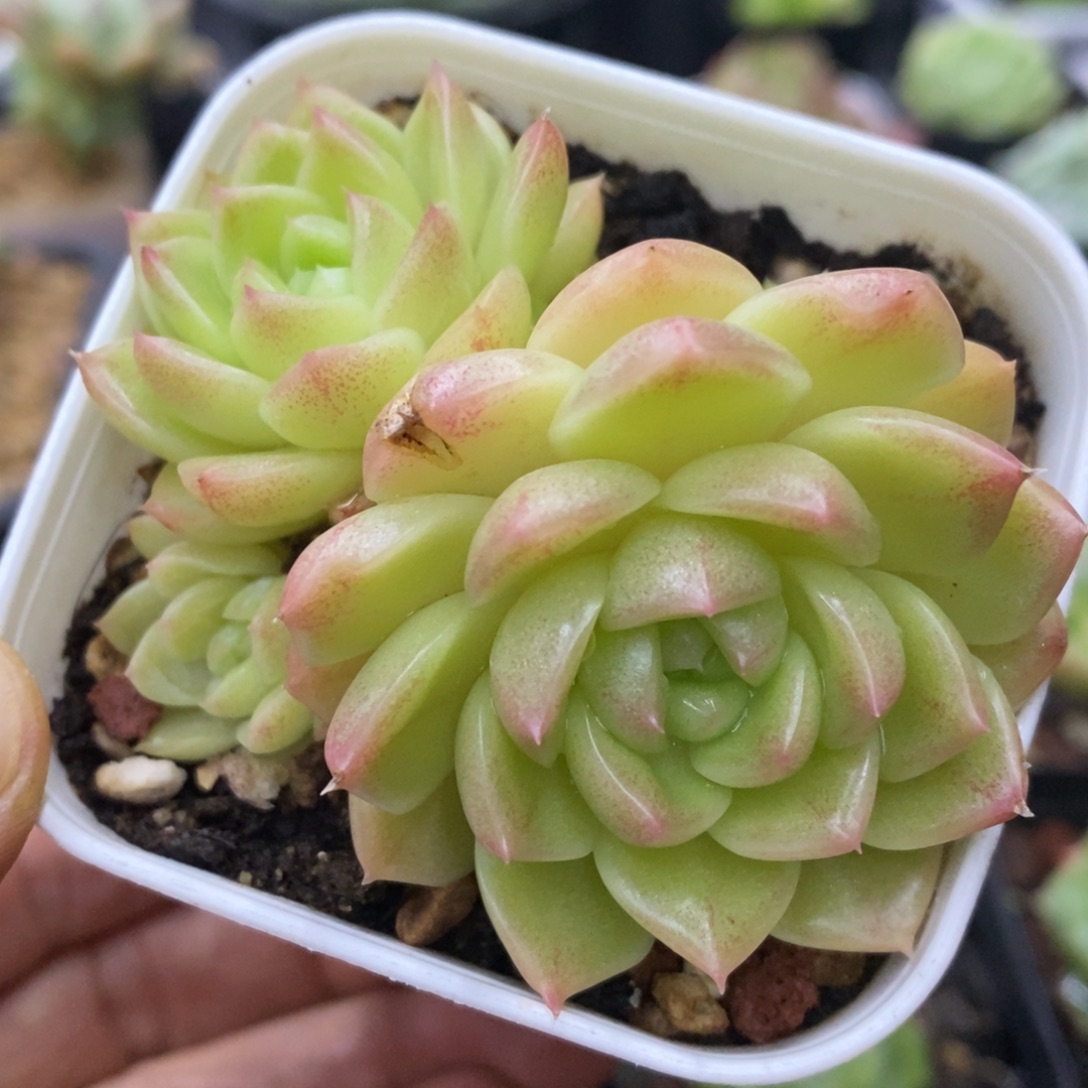 精品多肉一物拍不包整193