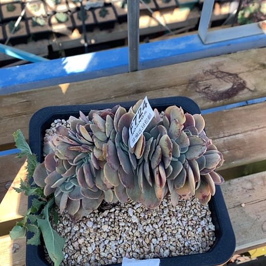 洛丽塔缀化叶子冻伤724 