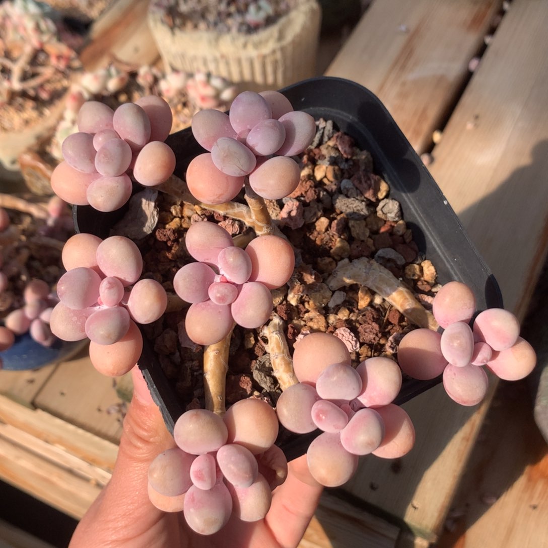 韩货桃蛋（14cm）十九号多肉铺