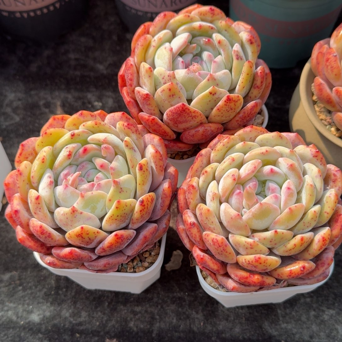 三颗一组，可带盆发，9公分左右