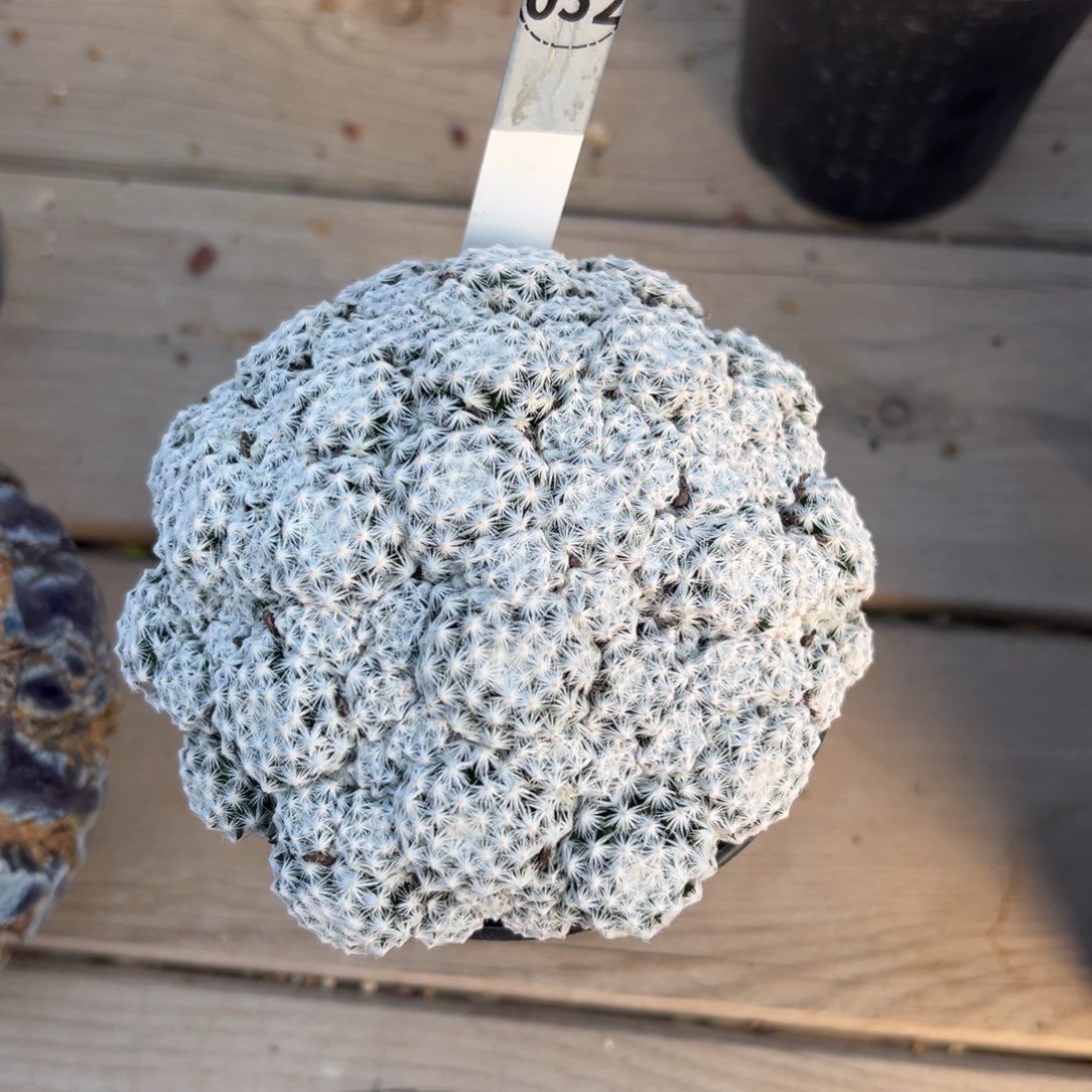 小***鱼仏头姬春星多肉植物带盆土052