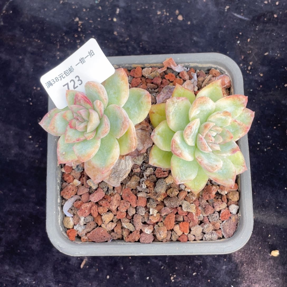 723双头东云石化多肉