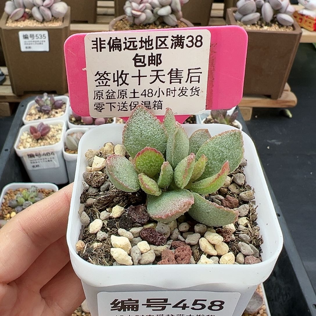 458爱丽丝多肉植物