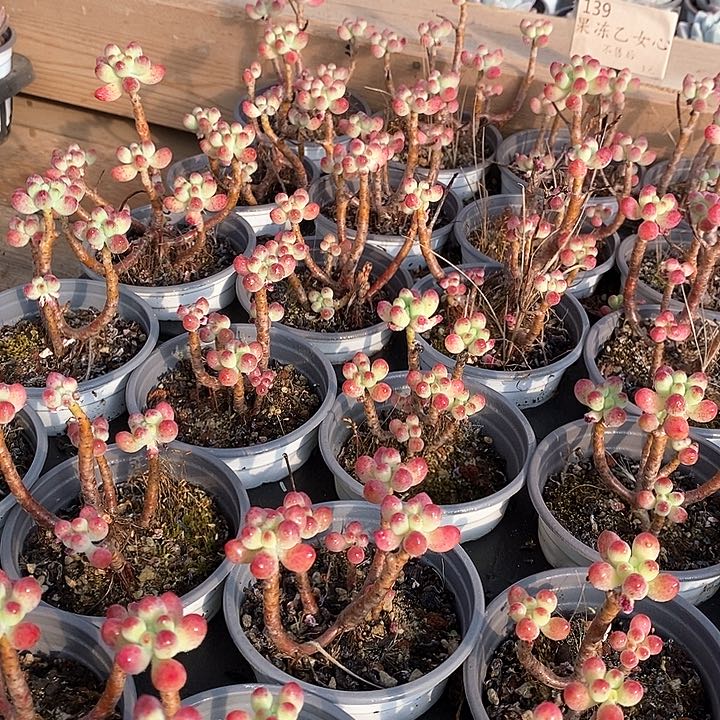 139果冻乙女心 不售后福利多多