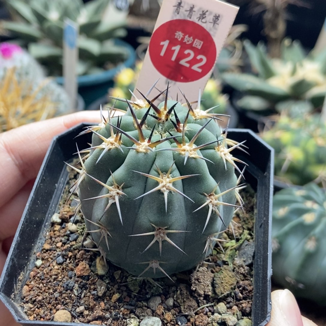 实生上腊阿寒玉4.4cm