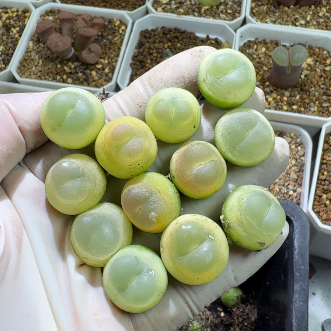 铁***蛋12-25-110专拍1473.18