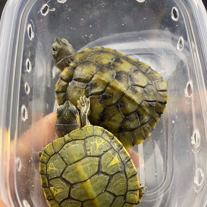 巴西彩龟母666666