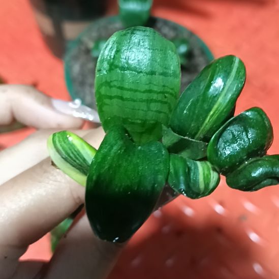 以*君子兰小苗君子兰小苗