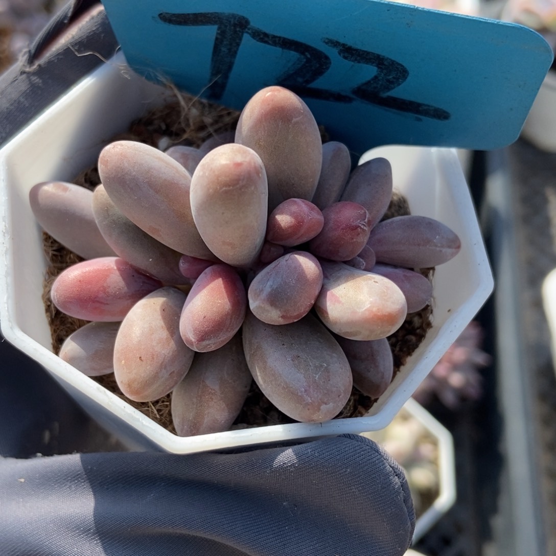 722红手指多肉植物