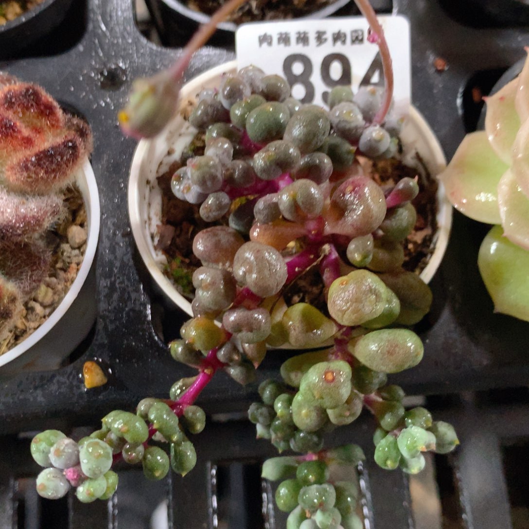 5CM拇指盆精控多肉ZP894