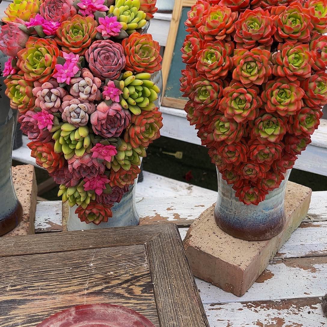 002+010两瓶多肉送聚宝盆