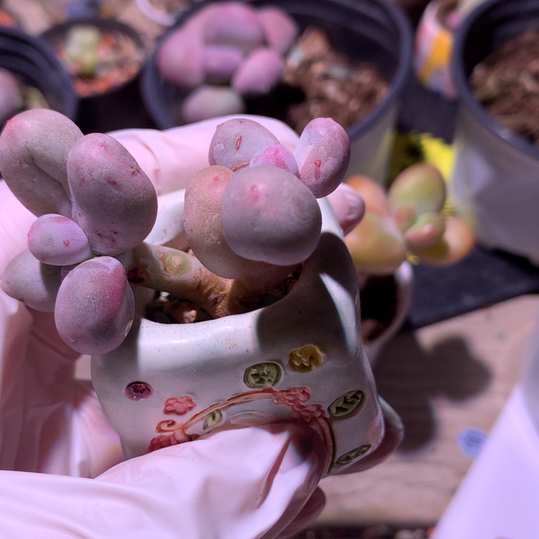 米可奶酪多肉双头