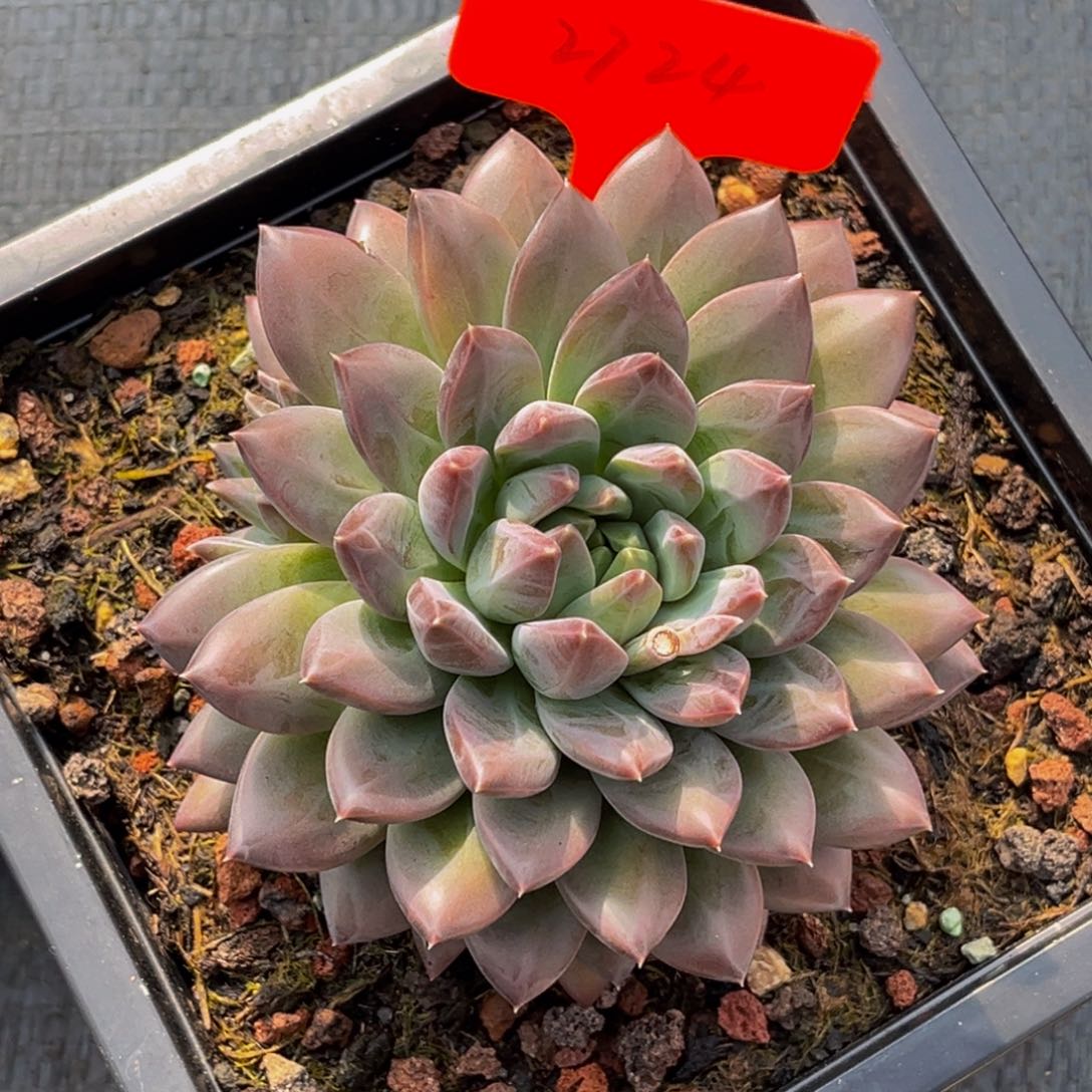 2724号上午多肉植物群生多肉